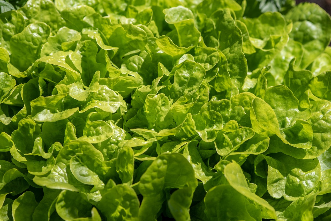 10 High-Performance Vegetables for Your Garden